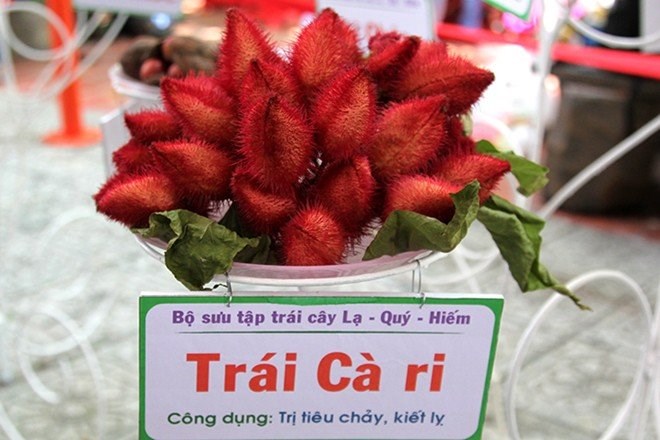 [-]Trồng[-]cây[-]cà[-]ri[-]đỏ[-]làm[-]cảnh[-]mang[-]lại[-]lợi[-]nhuận[-]cao